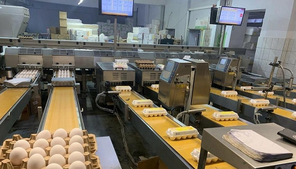 В Кировской области запустили полностью автоматизированную птицеферму на 100 тыс. голов. Роботы кормят куриц и упаковывают яйца. ФОТО