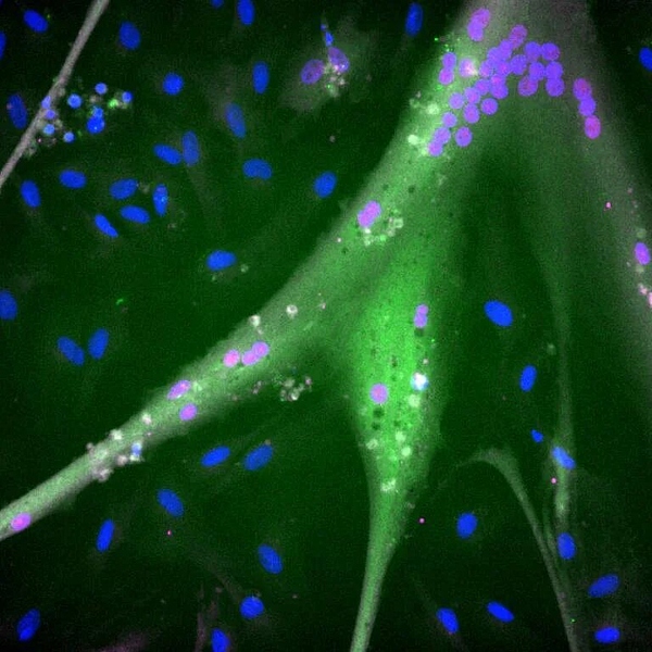 Файл:230511 kaplan research latest lg.jpg