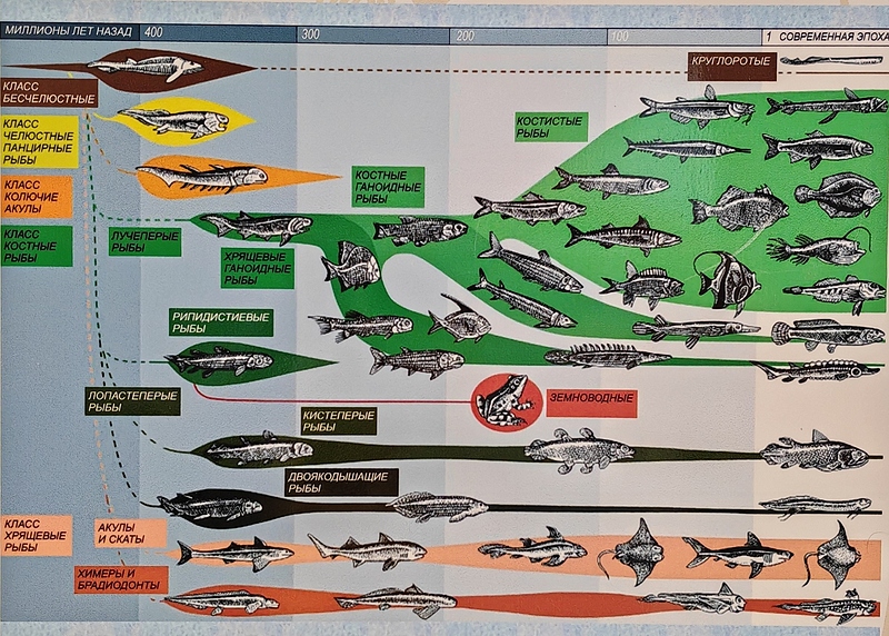 Файл:IMG 20250825 1387650 1872x1338.jpg