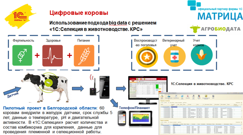 Файл:Цифровые коровы 1С.png
