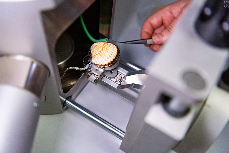 Файл:Ниту мисис2.jpg