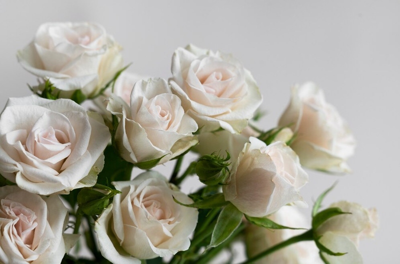 Файл:View-delicate-white-rose-flowers 23-2150539966.jpg