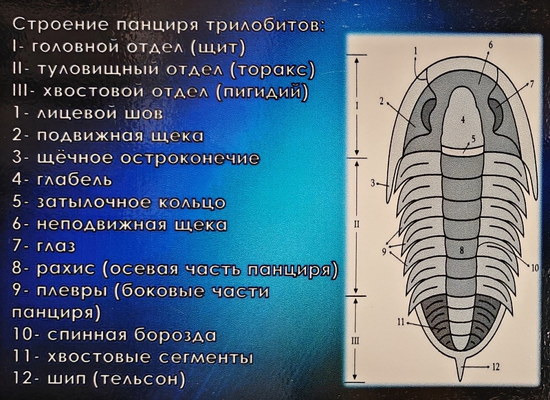 Файл:IMG 248438737143716 1532x1114.jpg