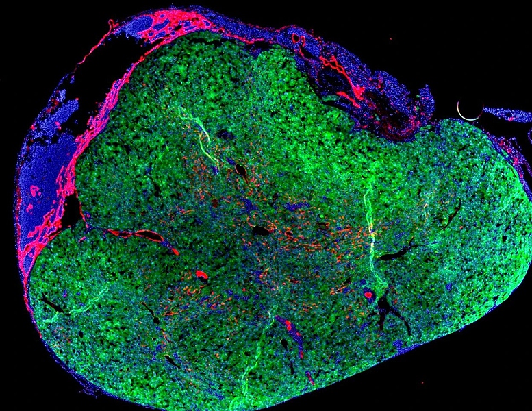 Файл:D41586-024-00975-z 26933592.jpg