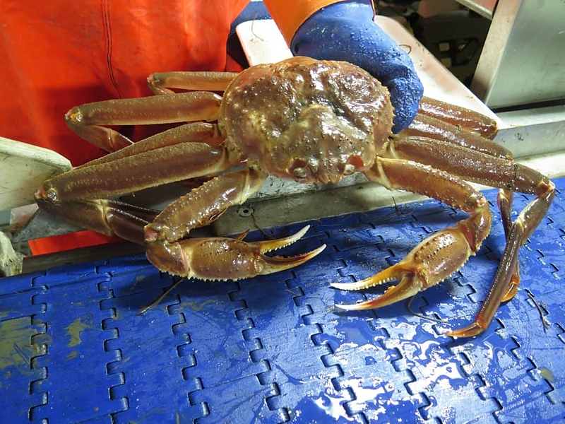 Файл:Krab berdi.jpeg