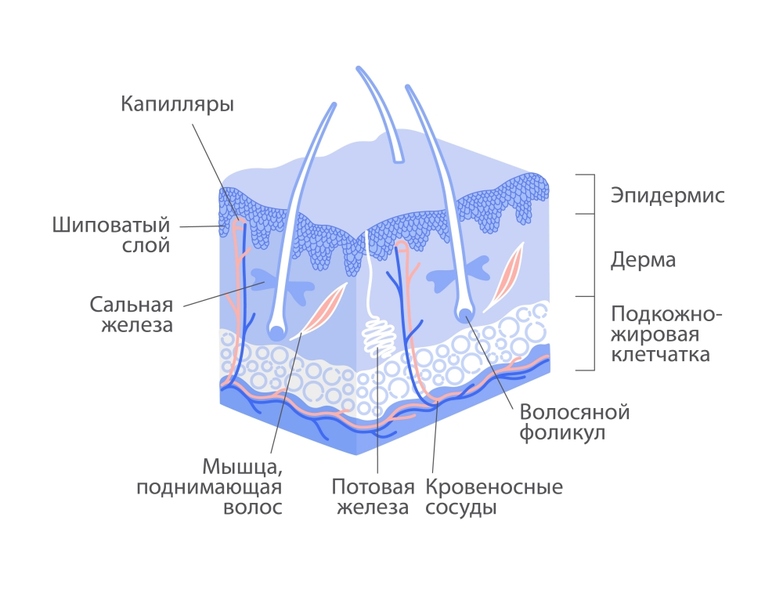 Файл:Строение кожи.jpeg